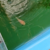 金魚のベランダ飼育 日当たりの違い