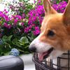 お花