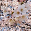 新潟市でもようやく桜の花が咲き誇るようになりました。そしてまたもや釣りに。