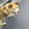 念願💕🐶春夏秋冬クリア🎵😍