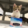 あんころもちときなこもちが家に来て4年が経ちました♪
