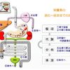 栄養は「ただ摂るだけ」では効果はありません