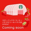 スターバックス新情報　4月2日(月)