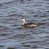 霞ヶ浦のカンムリカイツブリ