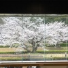 佐倉の桜。