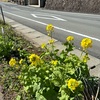 菜の花や田んぼの畔の女衆(あ)