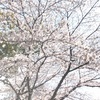 お花見