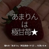 2745食目「あまりんは極甘苺★」憧れの『あまりん（埼玉県産イチゴ）』を頂いた★