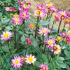 世羅高原農場のダリアたち （73）　～ 花はみんなをしあわせにする ～