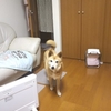 老犬仲間