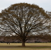 国営昭和記念公園のサクラ