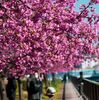 木場公園脇の河津桜