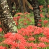 西蓮寺の彼岸花・・