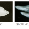Fisheries science goro　水産知識11　魚を調査する際のサンプリングに使われる耳石