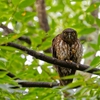 アオバズク雛登場