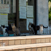 玄海諸島のねこさん