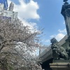 桜舞う日本橋を散策｜桜の開花状況 2023年4月1日（江戸桜通り、日本橋、日本橋さくら通り）