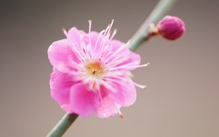 植物に学ぶ生存戦略 ウメの自然観察 梅花の 実体験レビュー 自然写真マクロ撮影 夢うさんブログ 自然が好き