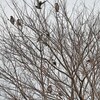 ムクドリ４種