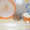 名前、だいふくにすれば良かったかも
