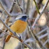 野鳥がやってくる植木鉢と好奇心旺盛？なジョウビタキ