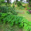 雨が止んだので家庭菜園を見に行くと草に覆われていた…