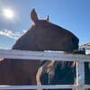 太陽とばん馬さん