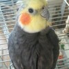 オカメインコのぴぴちゃん