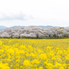 奈良の桜の絶景スポット！藤原京跡の菜の花畑や明日香村の石舞台古墳とを巡るお花見バイクツーリング