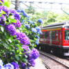 【2025年版】箱根のあじさい名所＆見頃ガイド｜電車から楽しむ絶景スポットも紹介！