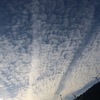 家の前にノジコが！