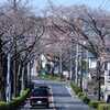 野境道路と海軍道路の桜