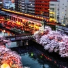 京急　夜桜祭り