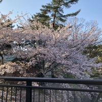散り際桜