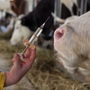 動物用ワクチン市場は、家畜の健康に対する需要が急増する見込み