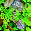 🌿 Plants Planet 🌿
