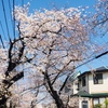 2018年桜①新宿御苑