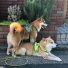 犬グッズを寄付しよう - Donating Unused Dog Items 