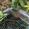 「見知らぬ男に後頭部を殴られた」…地域猫の餌やり活動中に男性が被害