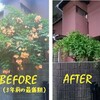 復活の兆し