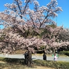 池上梅園の梅まつりへ行ってきました