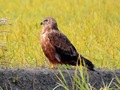 チュウヒ｜ヨシ原で見られる鷹！ダイナミックな飛翔と狩り