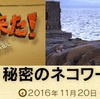 えっ　「鳴き合い」「求愛の輪」って何？　グループで暮らす相島のネコたち：オスたちは雌ネコ ミュウに競って求愛中ですが，ミュウが一喝．恋の駆け引きはメス次第　