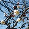 一日遅れの