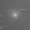 おおくま座（M101）に超新星あらわる！ 