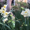 我が家の庭でも，冬の花たち季節を知らせてくれています．代表選手は雪中の四花（雪中四友）の一つスイセン．庭の至る所で咲いています．スイセンの別名は雪中花（華）．室町時代にはこの名が和名とされ，水仙（水仙華）は中国名．そして，この中国名水仙は，ギリシャ神話ナルキッソスの物語の影響を受けた可能性があります．