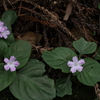 里山歩き　　　湖西連峰