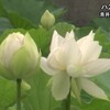 国宝青井阿蘇神社でハスの花見頃【熊本】    