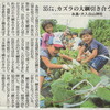 大入盆葛綱引き