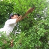 “スモモ”が終わりました